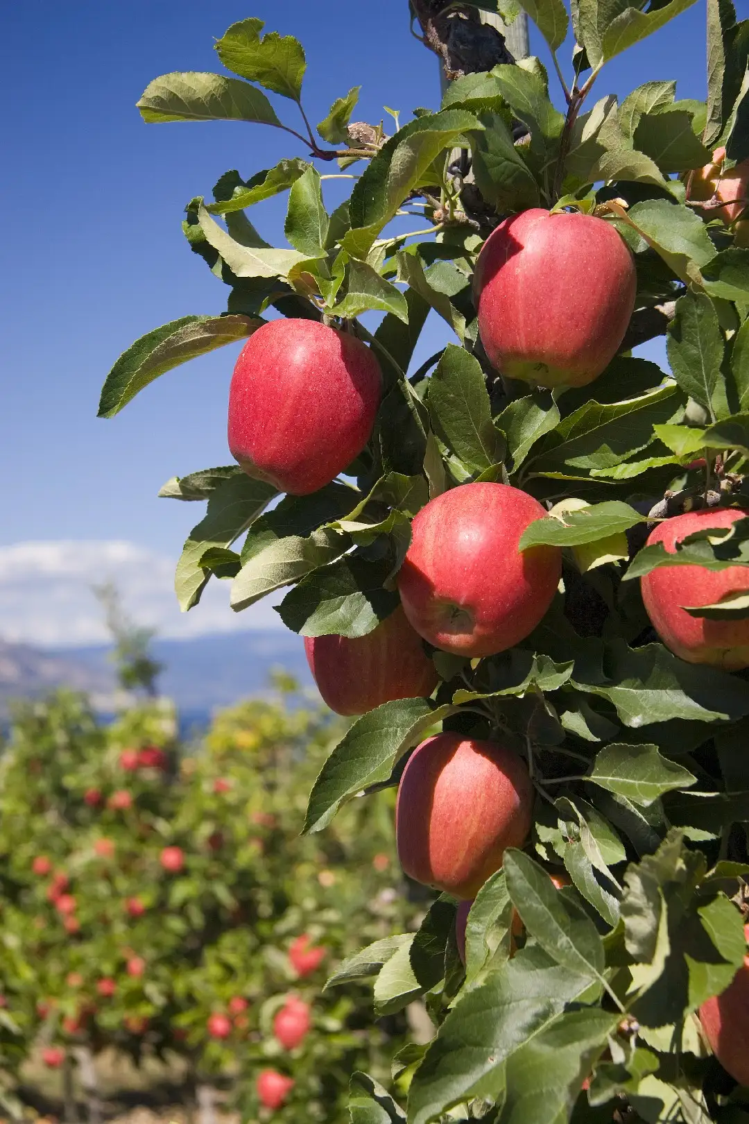 Malus Domestica Red Delicious 花言葉 毒性 よくある質問 Picturethis