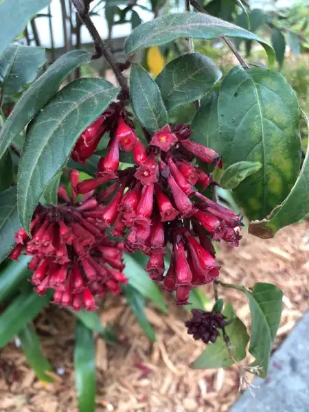 ヤコウカ属 Cestrum 花言葉 毒性 よくある質問 Picturethis