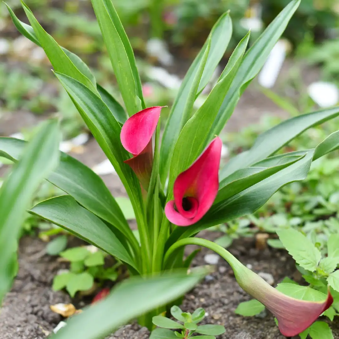 Zantedeschia Rehmannii Garnet Glow 花言葉 毒性 よくある質問 Picturethis