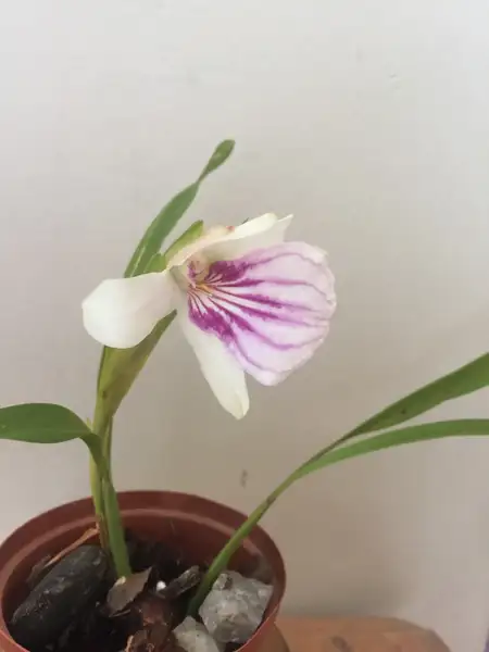 トキソウ 朱鷺草 Pogonia Japonica 花言葉 毒性 よくある質問 Picturethis トキソウ 朱鷺草 Pogonia Japonica 花言葉 毒性 よくある質問 Picturethis