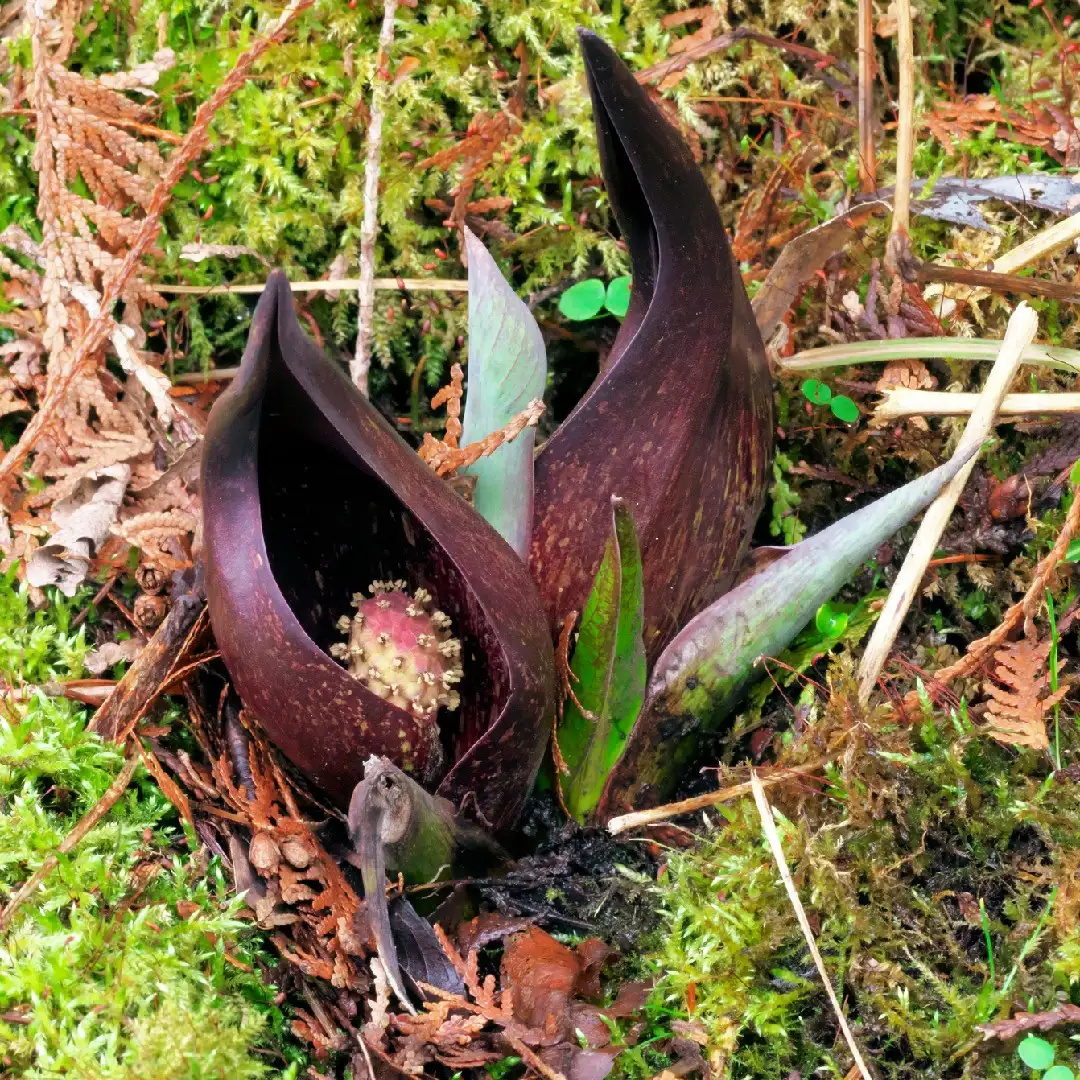 ザゼンソウ 座禅草 Symplocarpus Foetidus 花言葉 毒性 よくある質問 Picturethis