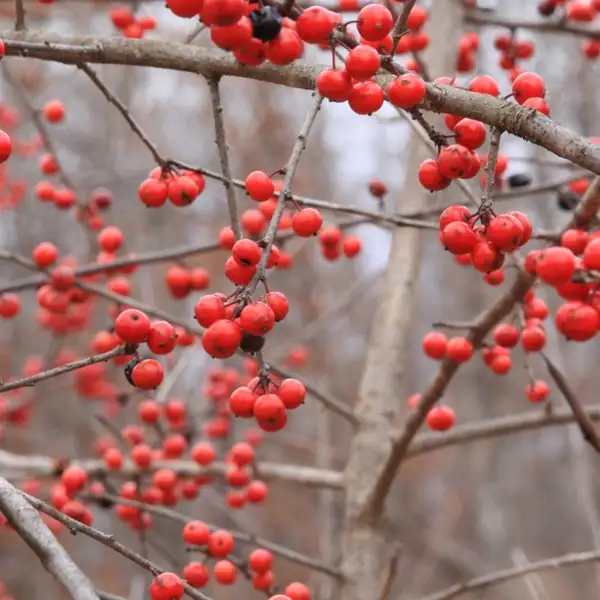 ポッサムホー Ilex Decidua 花言葉 毒性 よくある質問 Picturethis ポッサムホー Ilex Decidua 花言葉 毒性 よくある質問 Picturethis