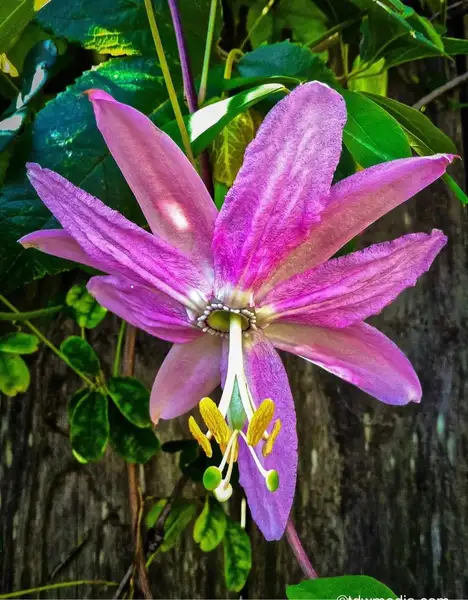 パッシフローラ トリパーティタ Passiflora Tripartita 花言葉 毒性 よくある質問 Picturethis パッシフローラ トリパーティタ Passiflora Tripartita 花言葉 毒性 よくある質問 Picturethis