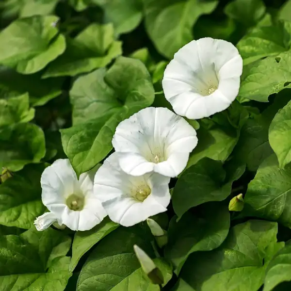 旋花 Calystegia Sepium 照顧 種植 繁殖 開花時間 Picturethis