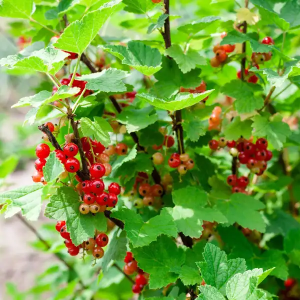 フサスグリ 房酸塊 Ribes Rubrum 花言葉 毒性 よくある質問 Picturethis
