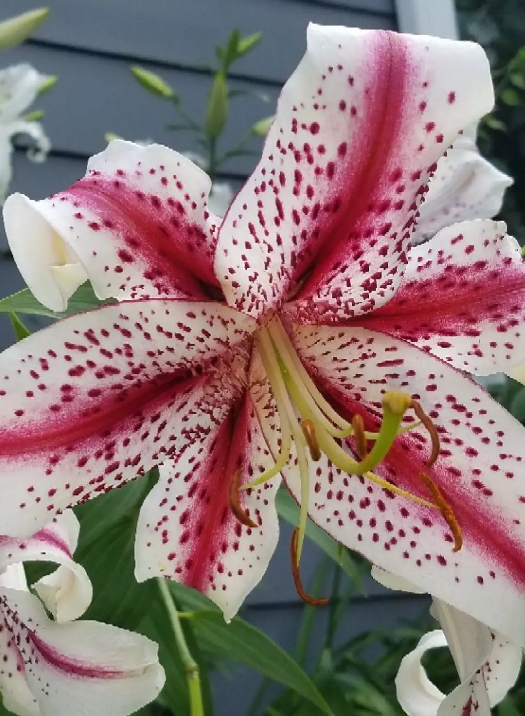 Lilium Oriental Dizzy 花言葉 毒性 よくある質問 Picturethis Lilium Oriental Dizzy 花言葉 毒性 よくある質問 Picturethis