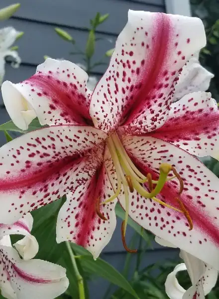 Lilium Oriental Dizzy 花言葉 毒性 よくある質問 Picturethis Lilium Oriental Dizzy 花言葉 毒性 よくある質問 Picturethis