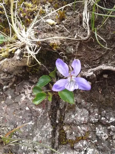 Violeta silvestre Cuidados (Plantando, Fertilizantes, Enfermedades) -  PictureThis