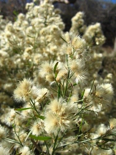 baccharis sarothroides