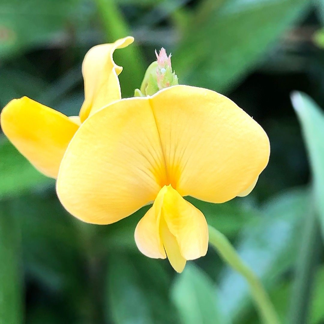 cowpea flower