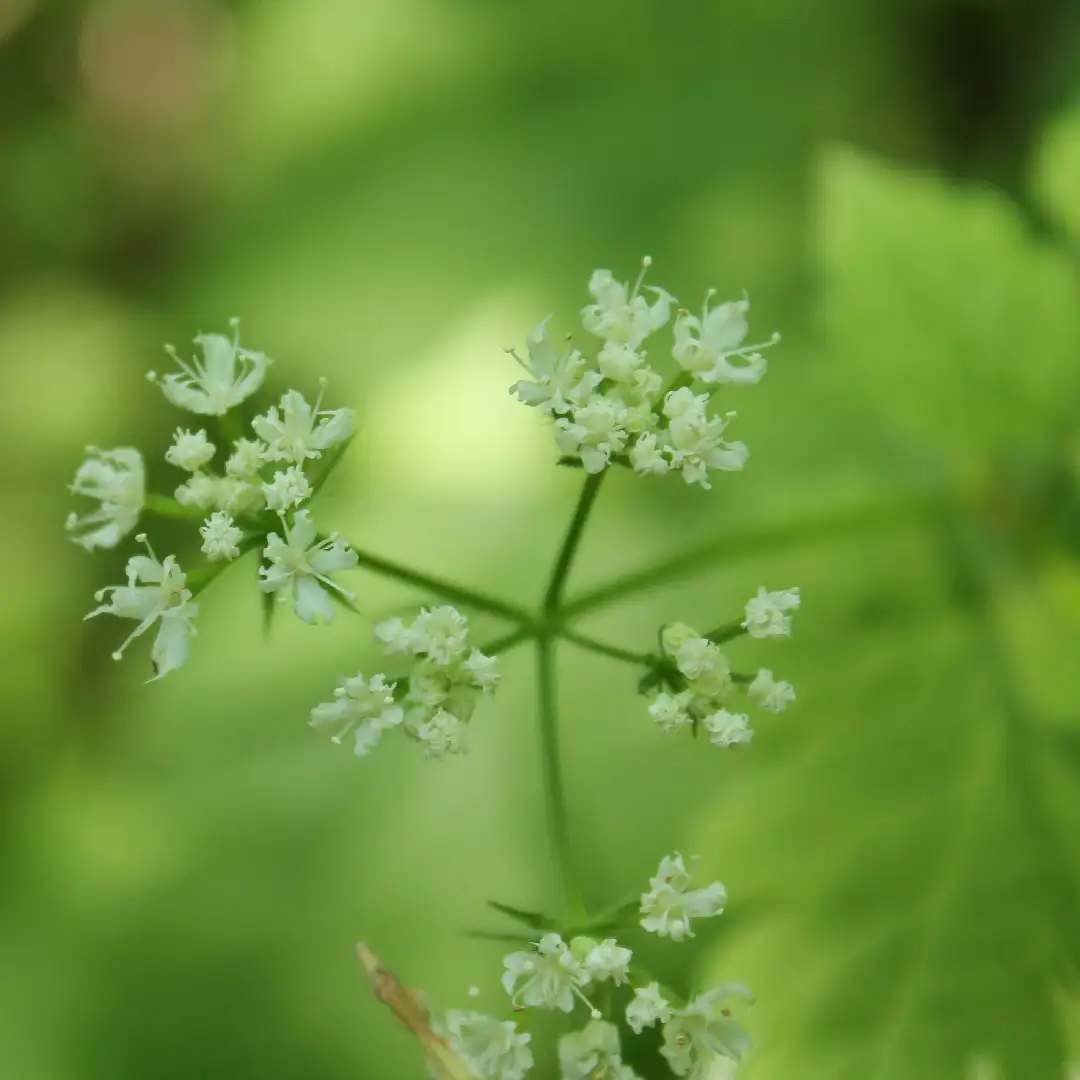 ヤブニンジンゾク 藪人参属 Osmorhiza 花言葉 毒性 よくある質問 Picturethis ヤブニンジンゾク 藪人参属 Osmorhiza 花言葉 毒性 よくある質問 Picturethis