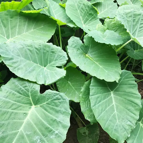 サトイモ属 Leucocasia 花言葉 毒性 よくある質問 Picturethis サトイモ属 Leucocasia 花言葉 毒性 よくある質問 Picturethis