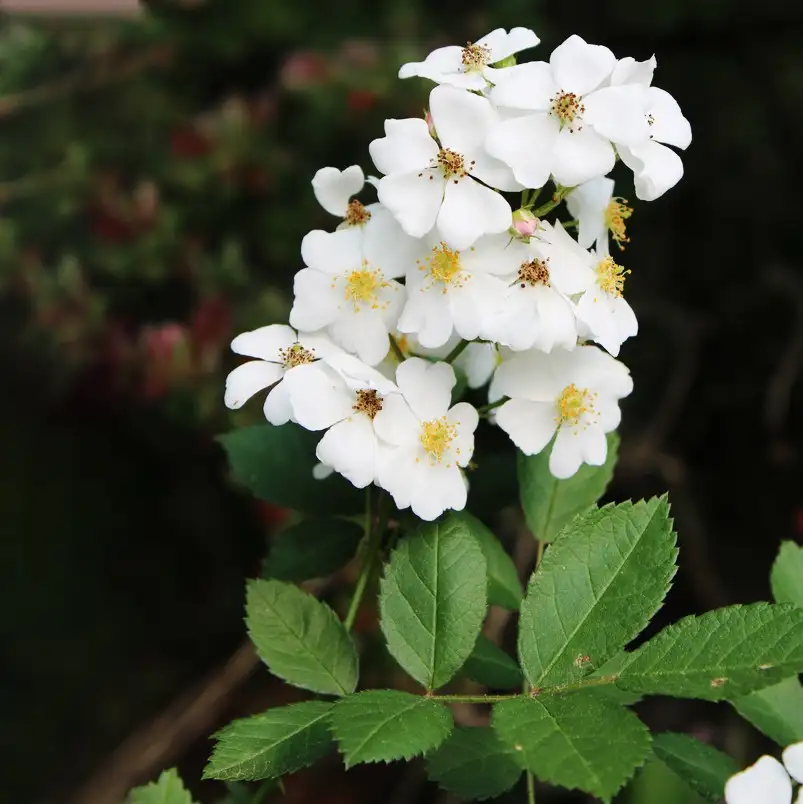 ノイバラ Rosa Multiflora 花言葉 毒性 よくある質問 Picturethis