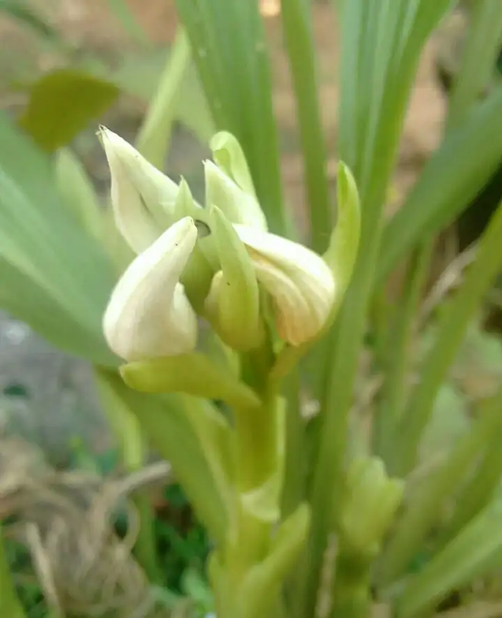 金蘭屬 Cephalanthera 照顧 種植 繁殖 開花時間 Picturethis