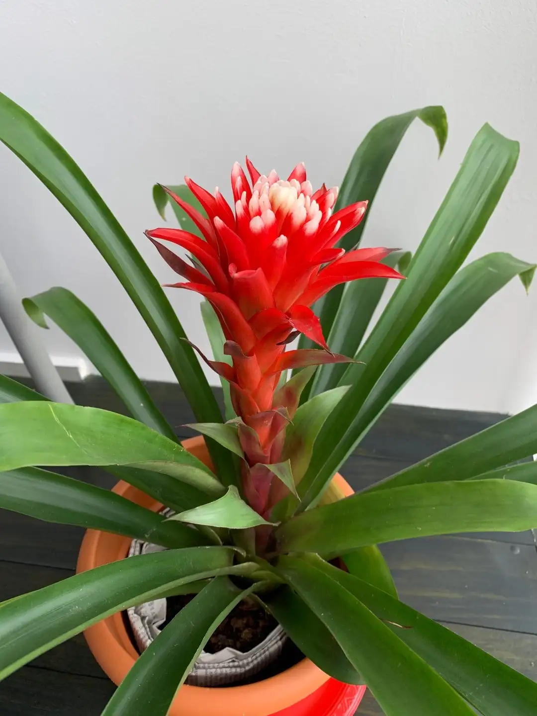 Guzmania Hope Durahop 花言葉 毒性 よくある質問 Picturethis Guzmania Hope Durahop 花言葉 毒性 よくある質問 Picturethis