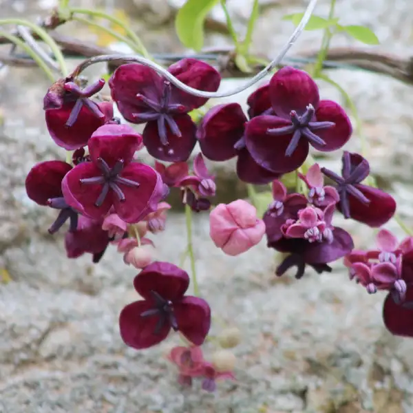 アケビ 木通 Akebia Quinata 花言葉 毒性 よくある質問 Picturethis