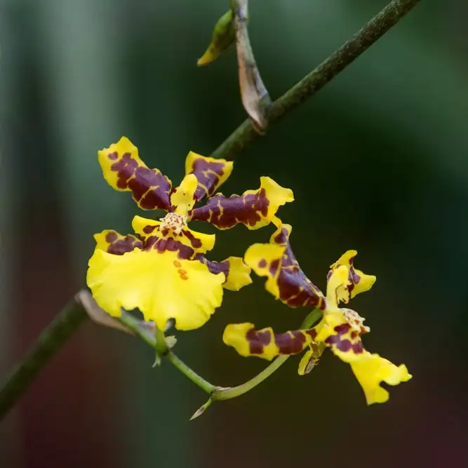 オンシジウム属 Oncidium 花言葉 毒性 よくある質問 Picturethis