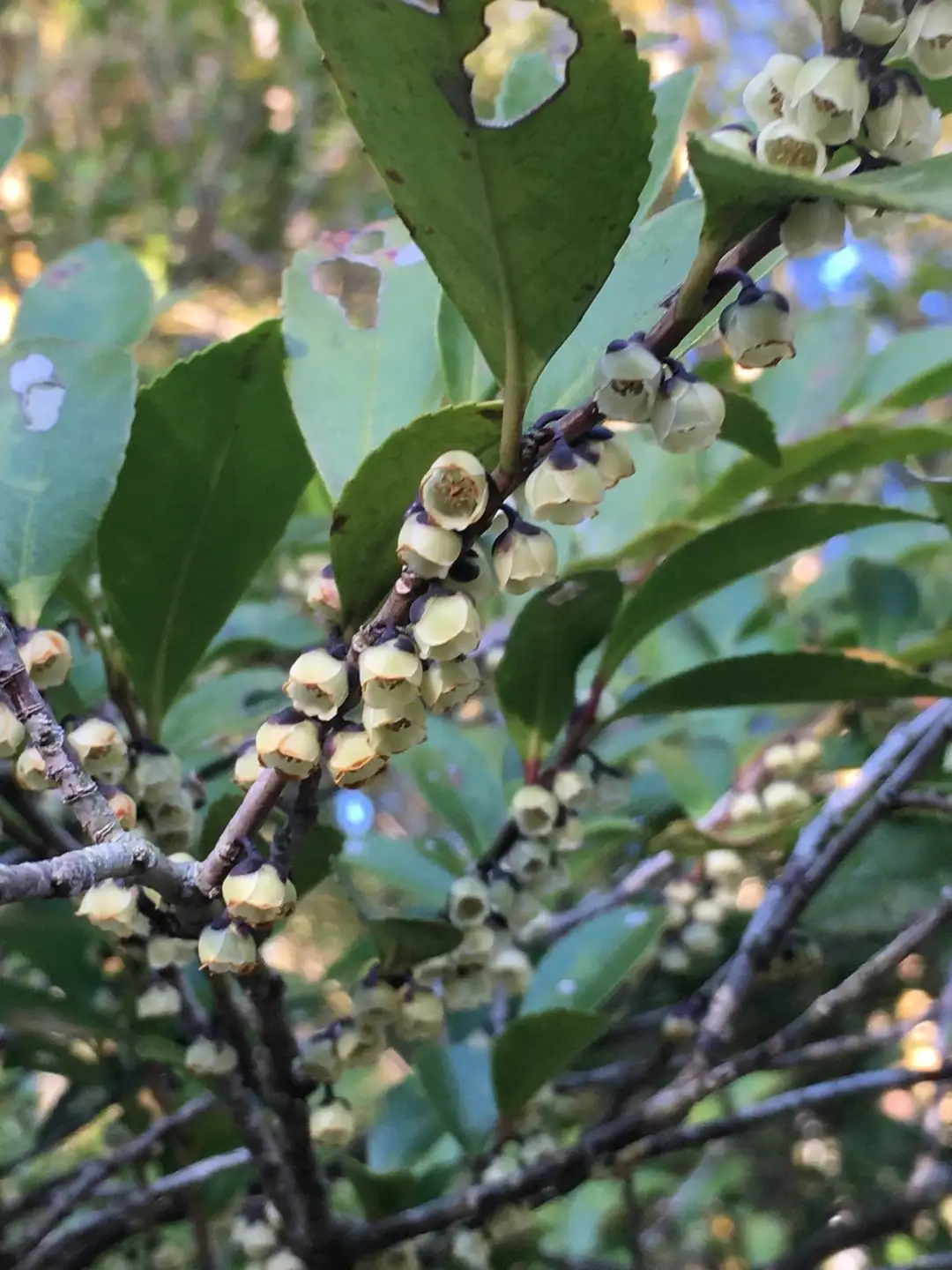 ヒサカキ 姫榊 Eurya Japonica 花言葉 毒性 よくある質問 Picturethis