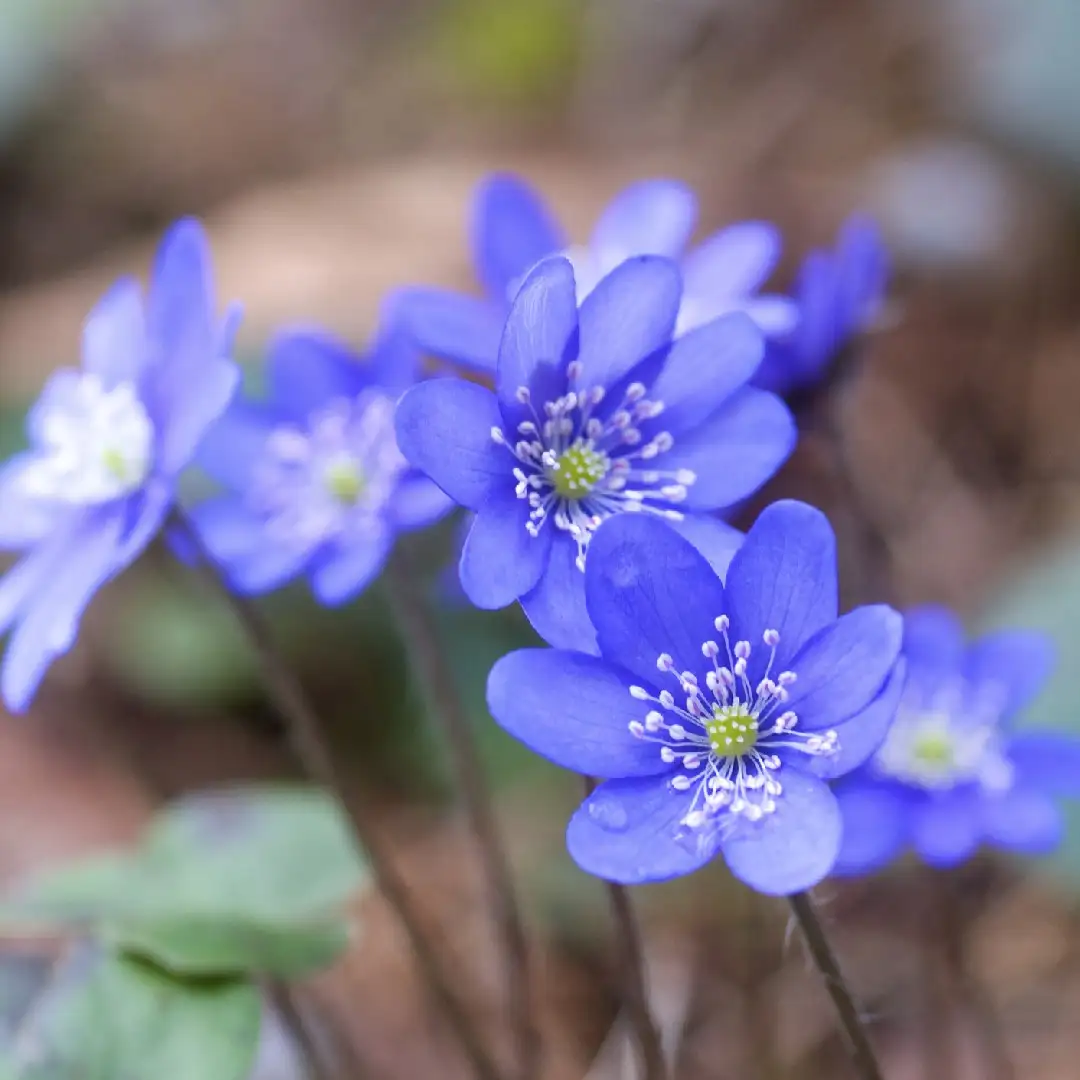 ミスミソウ属 Hepatica 花言葉 毒性 よくある質問 Picturethis