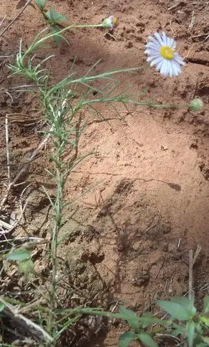 フェリシア属 Felicia 花言葉 毒性 よくある質問 Picturethis フェリシア属 Felicia 花言葉 毒性 よくある質問 Picturethis