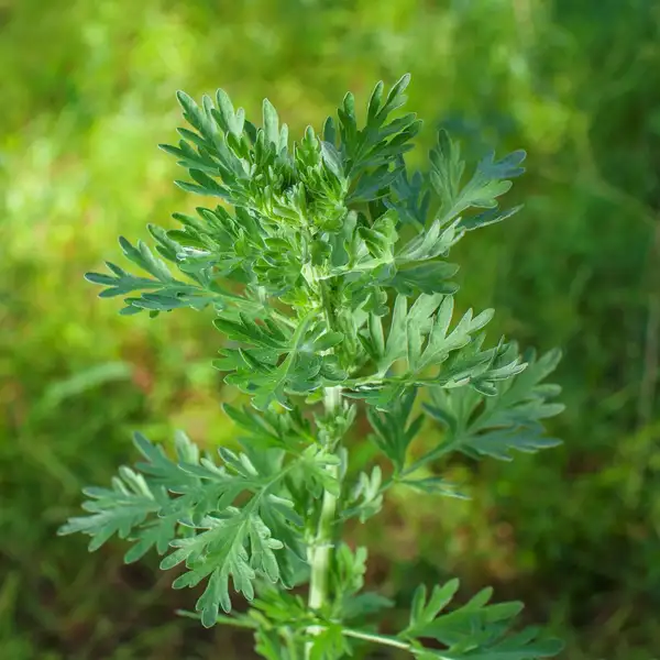 ニガヨモギ 苦蓬 Artemisia Absinthium 花言葉 毒性 よくある質問 Picturethis ニガヨモギ 苦蓬 Artemisia Absinthium 花言葉 毒性 よくある質問 Picturethis