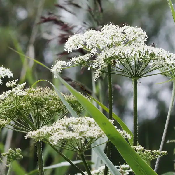 オオハナウド 大花独活 Heracleum Sphondylium Subsp Montanum 花言葉 毒性 よくある質問 Picturethis