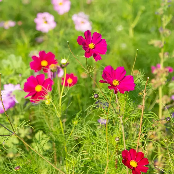大波斯菊 Cosmos Bipinnatus 照顧 種植 繁殖 開花時間 Picturethis 大波斯菊 Cosmos Bipinnatus 照顧 種植 繁殖 開花時間 Picturethis
