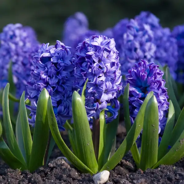 flowers that start with hyacinth