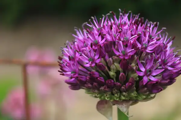ネギ属 Allium 花言葉 毒性 よくある質問 Picturethis
