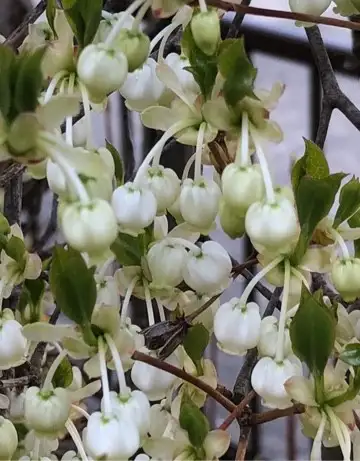 齒緣吊鐘花 Enkianthus Serrulatus 照顧 種植 繁殖 開花時間 Picturethis