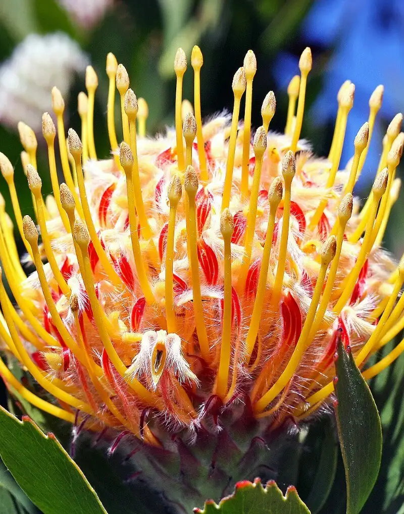 Leucospermum Cordifolium Veldfire 花言葉 毒性 よくある質問 Picturethis