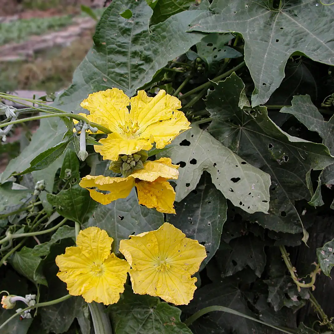 ヘチマ 糸瓜 Luffa Aegyptiaca 花言葉 毒性 よくある質問 Picturethis