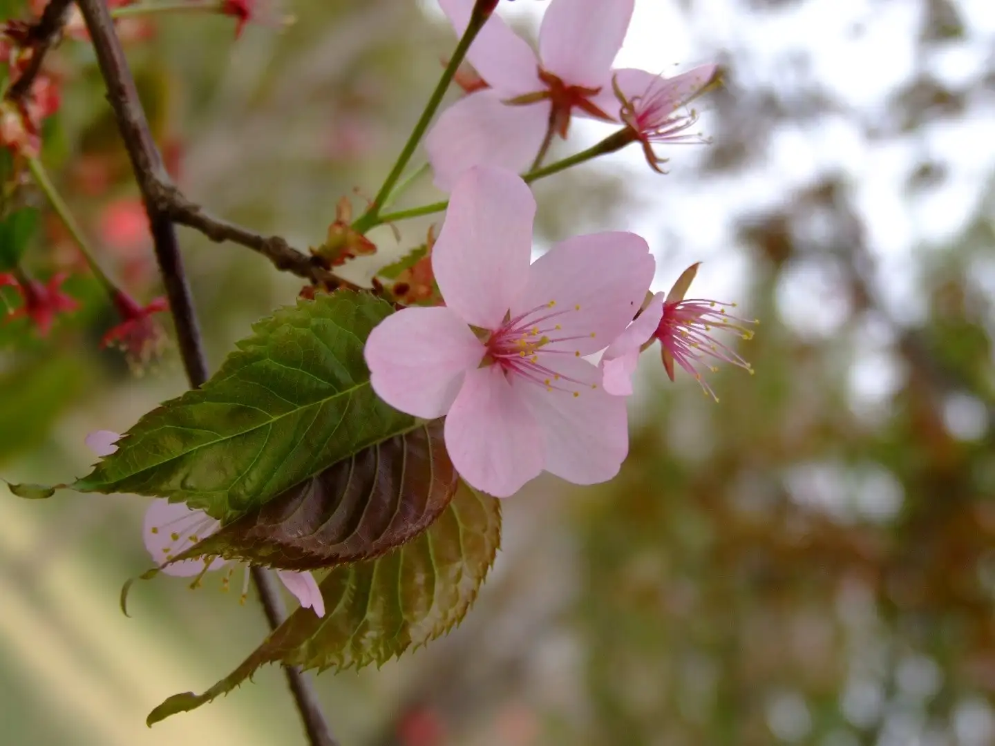 オオヤマザクラ 大山桜 Prunus Sargentii 花言葉 毒性 よくある質問 Picturethis