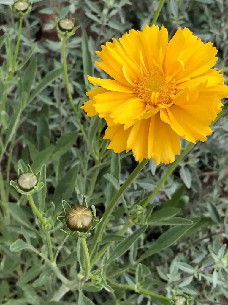 ハルシャギク属 Coreopsis 花言葉 毒性 よくある質問 Picturethis