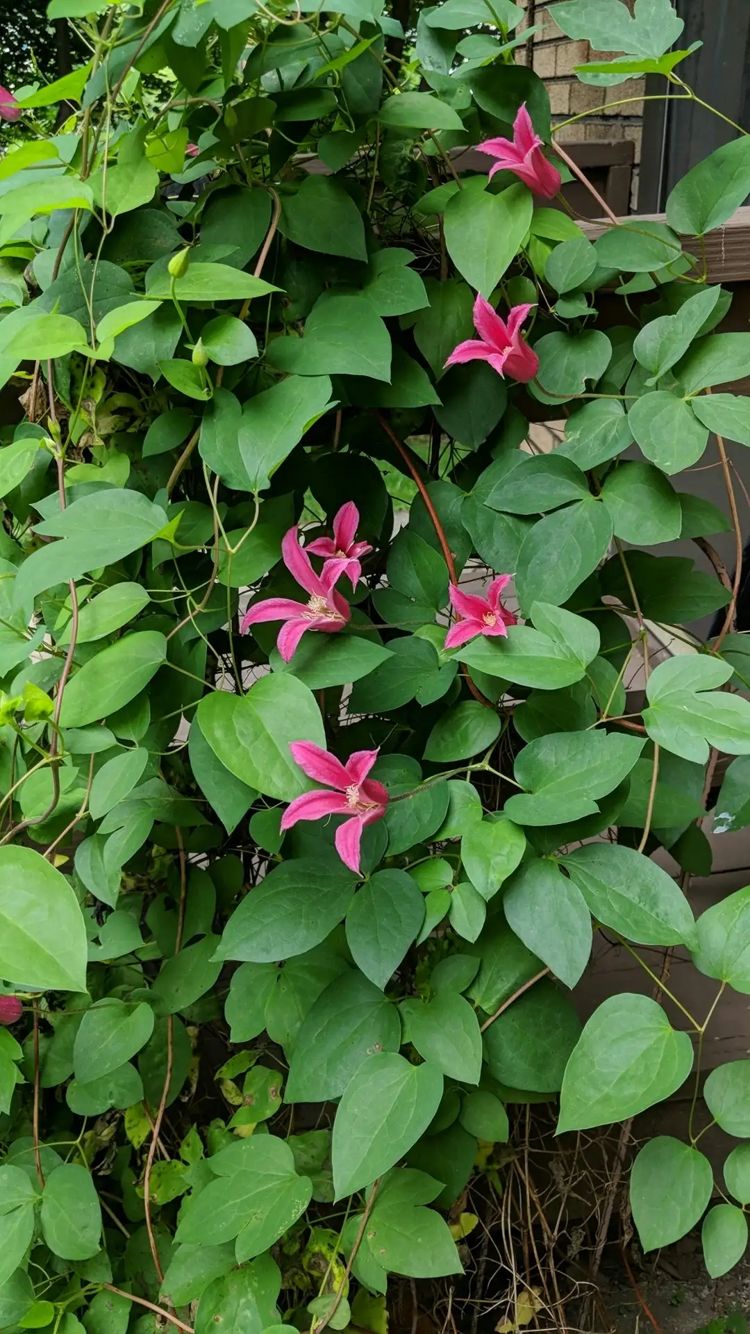クレマチス プリンセス ダイアナ Clematis Texensis Princess Diana 花言葉 毒性 よくある質問 Picturethis クレマチス プリンセス ダイアナ Clematis Texensis Princess Diana 花言葉 毒性 よくある質問 Picturethis