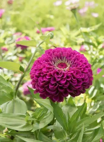 Common Zinnia Benary S Giant Wine Zinnia Elegans Benary S Giant Wine Flower Leaf Care Uses Picturethis Common Zinnia Benary S Giant Wine Zinnia Elegans Benary S Giant Wine Flower Leaf Care Uses Picturethis