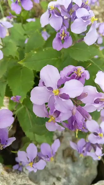 諸葛菜 Orychophragmus Violaceus 照顧 種植 繁殖 開花時間 Picturethis 諸葛菜 Orychophragmus Violaceus 照顧 種植 繁殖 開花時間 Picturethis