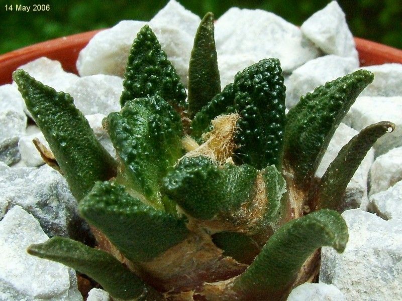 ariocarpus