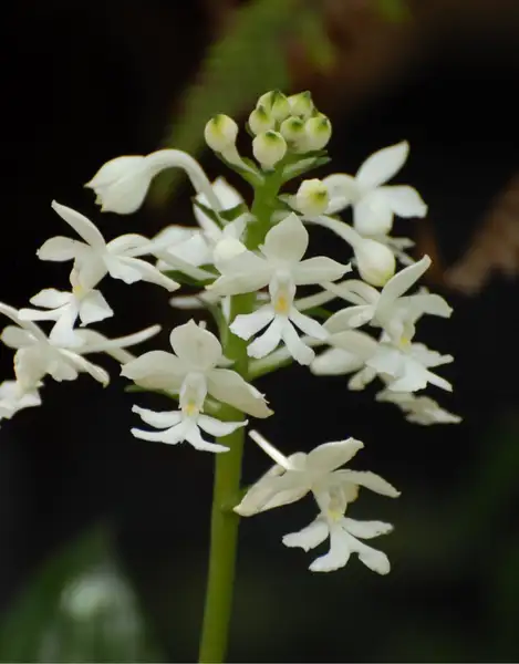 エビネ属 Calanthe 花言葉 毒性 よくある質問 Picturethis