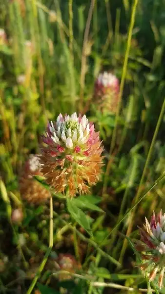 Trifolium Vesiculosum 花言葉 毒性 よくある質問 Picturethis