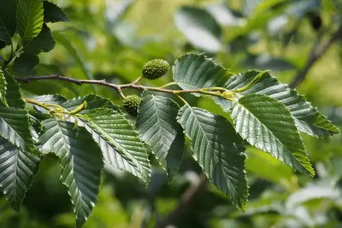 オオバヤシャブシ Alnus Sieboldiana 花言葉 毒性 よくある質問 Picturethis オオバヤシャブシ Alnus Sieboldiana 花言葉 毒性 よくある質問 Picturethis