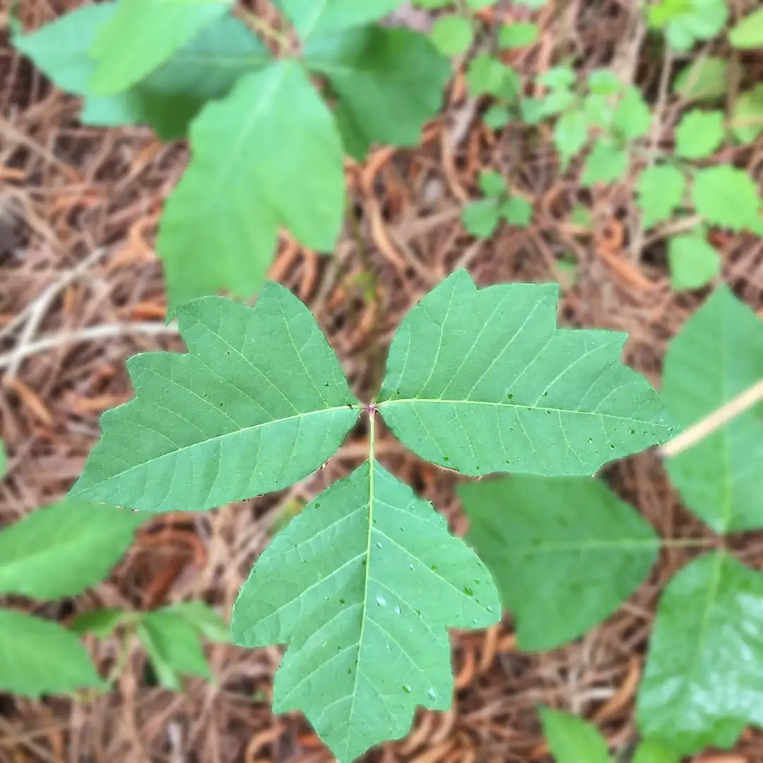 ウルシ属 Toxicodendron 花言葉 毒性 よくある質問 Picturethis
