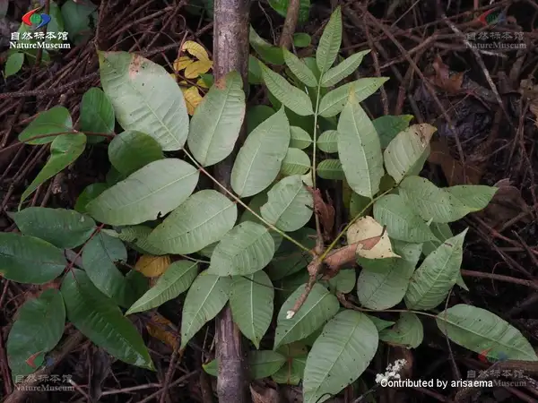 ヤマハゼ 山黄櫨 山櫨 Toxicodendron Sylvestre 花言葉 毒性 よくある質問 Picturethis