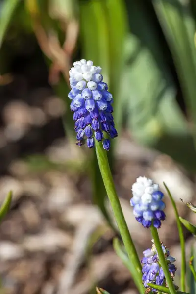 ムスカリ属 Muscari 花言葉 毒性 よくある質問 Picturethis ムスカリ属 Muscari 花言葉 毒性 よくある質問 Picturethis