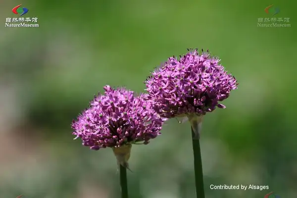 ネギ属 Allium 花言葉 毒性 よくある質問 Picturethis