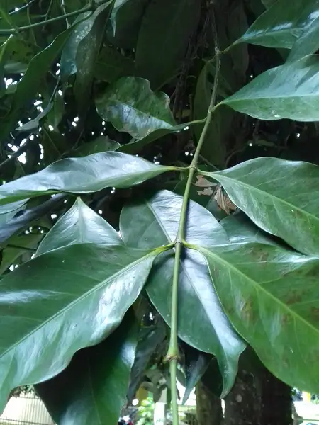 Gnetum Flower Leaf Care Uses Picturethis Gnetum Flower Leaf Care Uses Picturethis