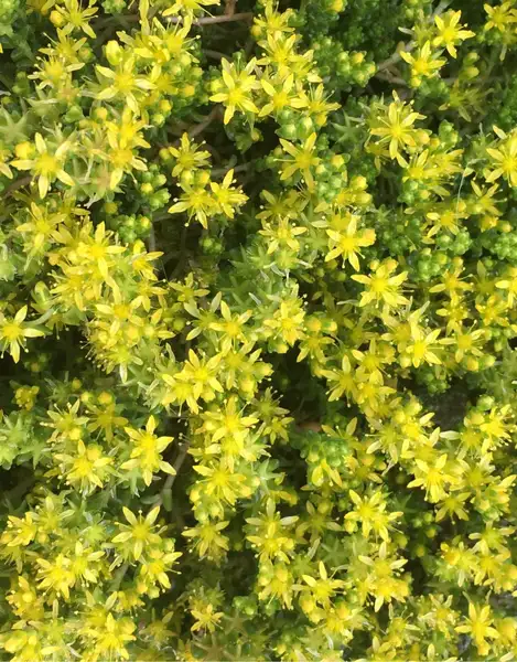 ロクジョウマンネングサ 六条万年草 Sedum Sexangulare 花言葉 毒性 よくある質問 Picturethis
