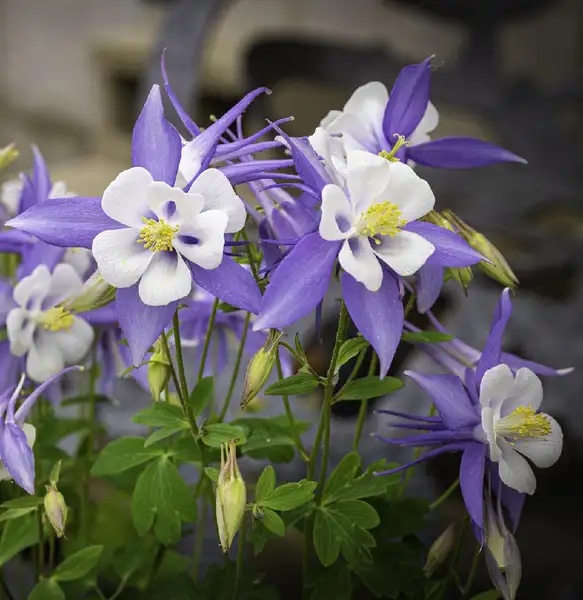 ソライロオダマキ 空色苧環 Aquilegia Coerulea 花言葉 毒性 よくある質問 Picturethis ソライロオダマキ 空色苧環 Aquilegia Coerulea 花言葉 毒性 よくある質問 Picturethis
