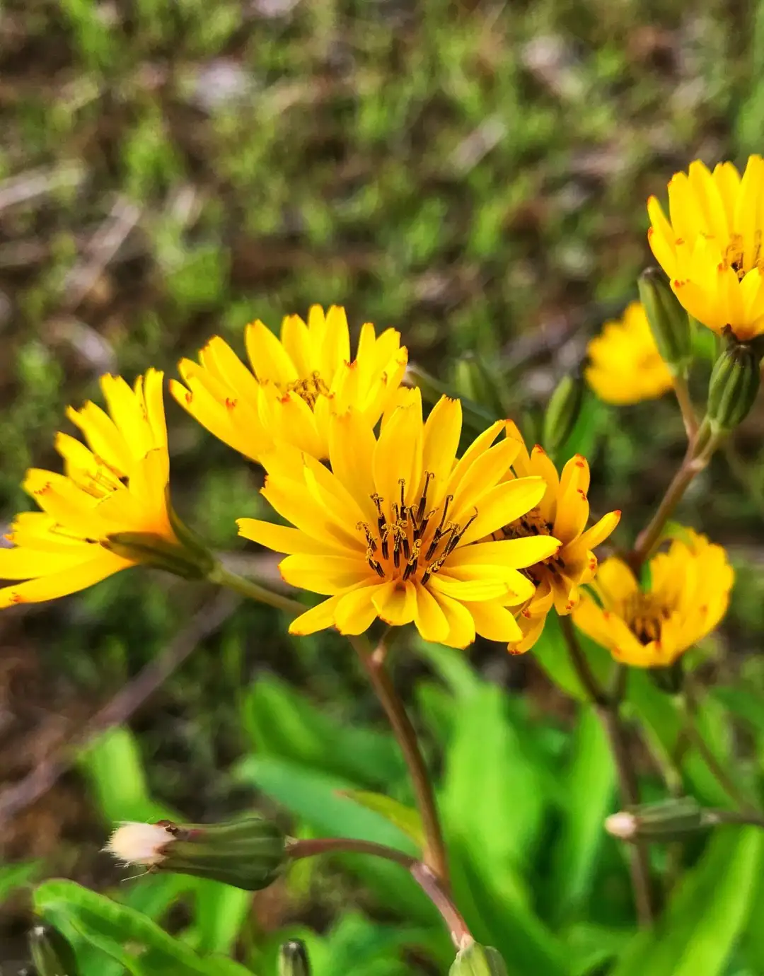 ニガナ属 Ixeris 花言葉 毒性 よくある質問 Picturethis