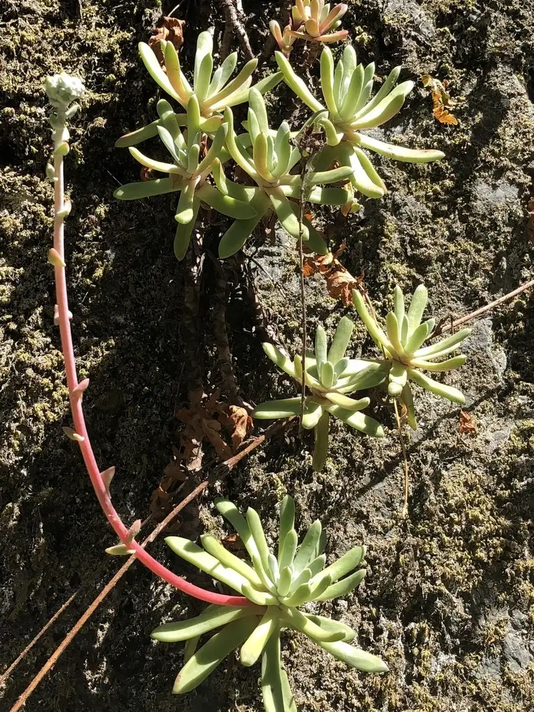 ベンケイソウ科 Crassulaceae 花言葉 毒性 よくある質問 Picturethis